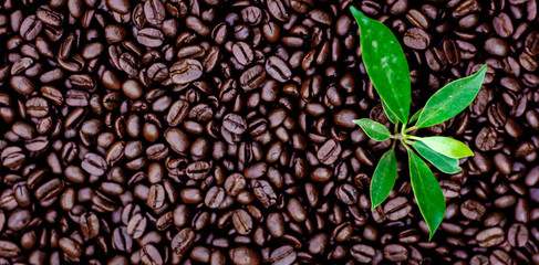 Coffee beans. Roasted coffee beans, can be used as a background. Coffee background close up.