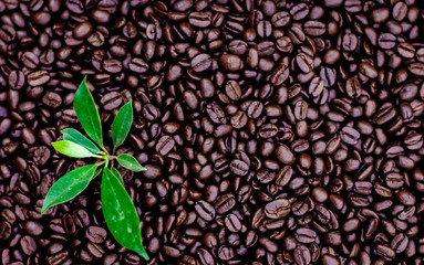 Coffee beans. Roasted coffee beans, can be used as a background. Coffee background close up.
