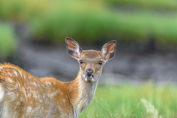 Japanese sika deer fawn close up portrait