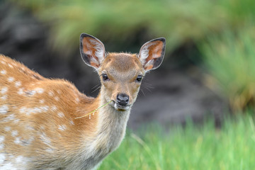 Japanese sika deer fawn close up portrait