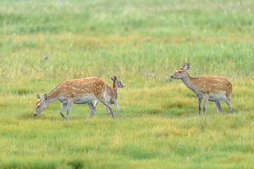 yezo sika deer family