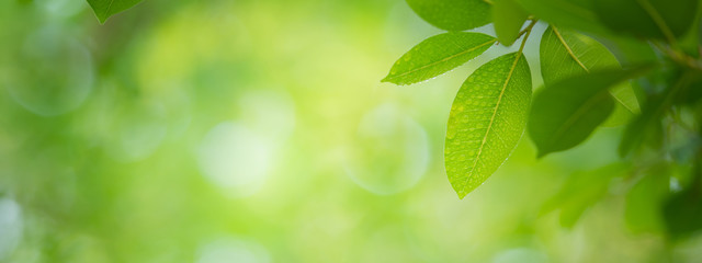 Close up nature view of green leaf on greenery blurred background under sunlight after rain in garden with copy space for text. Natural green plant landscape for ecology and fresh cover page concept.