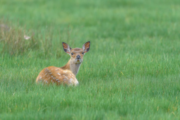 yezo sika deer fawn resting on the grass