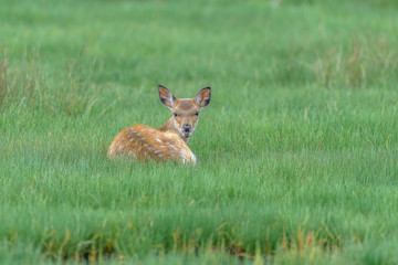 yezo sika deer fawn resting on the grass