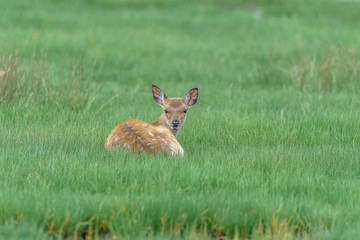 Obraz na płótnie Canvas yezo sika deer fawn resting on the grass