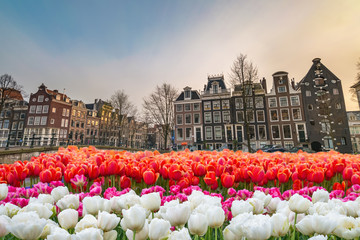 Amsterdam Netherlands, city skyline at canal waterfront and bridge with spring tulip flower