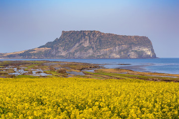 Jeju Island South Korea, nature landscape of canola field at Jeju Do Seongsan Ilchulbong