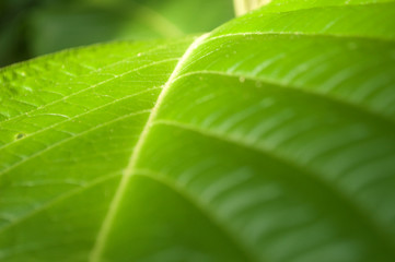  Extreme texture of green leaf close-up