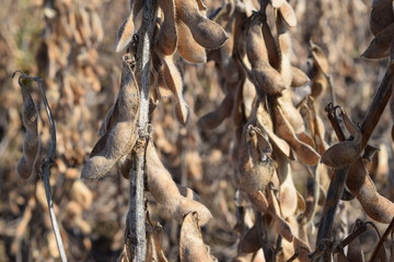 収穫前のダイズ畑