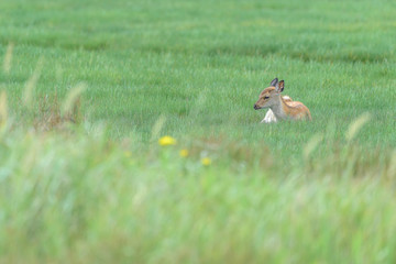 yezo sika deer fawn resting on the grass