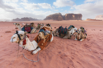 Fototapeta premium Group of camels chilling on sand at Wadi Rum desert in Jordan
