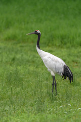 Japanese Red-crowned crane on the grass in summer portrait