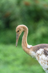 Red-crowned crane juvenile close up portrait