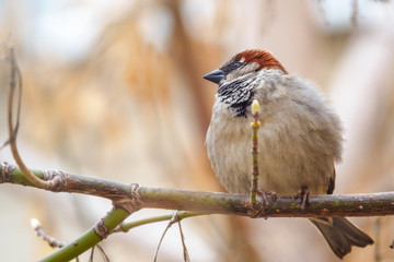 Sparrow sits on a branch without leaves.