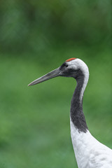 Red-crowned crane close up portrait