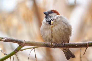 Sparrow sits on a branch without leaves.