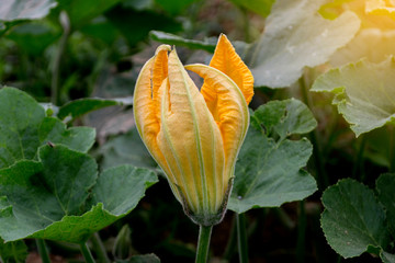 Yellow pumpkin flowers attached to the vine.