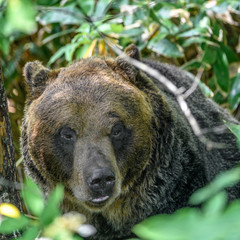 yezo brown bear close up portrait