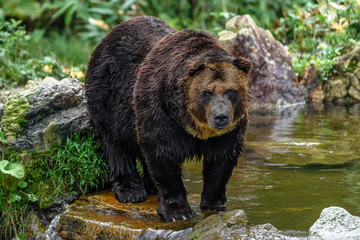 yezo brown bear portrait
