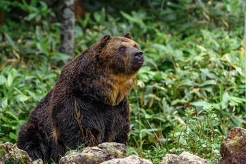 yezo brown bear portrait - 321974045