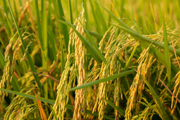 close up of yellow green rice field