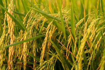 close up of yellow green rice field
