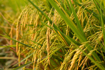close up of yellow green rice field