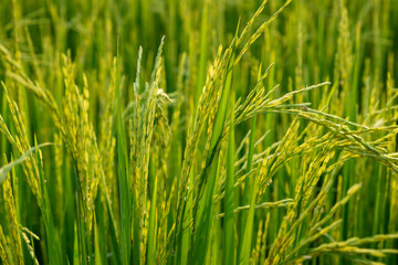 close up of yellow green rice field