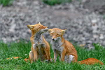 Japanese red fox couple in love
