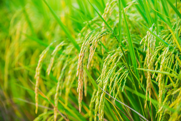 close up of yellow green rice field