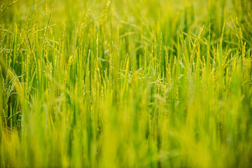 close up of yellow green rice field