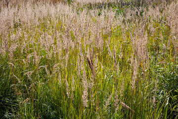 Background of plants in the field. Beautiful herbs in the field. Texture of winding field plants.