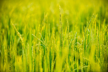 close up of yellow green rice field