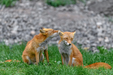 Japanese red fox couple in love
