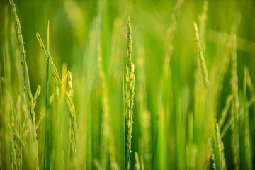 close up of yellow green rice field