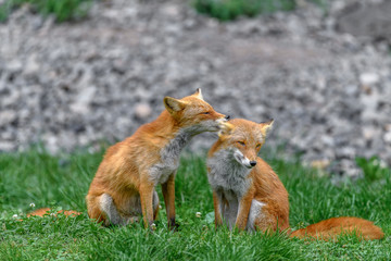 Japanese red fox couple in love