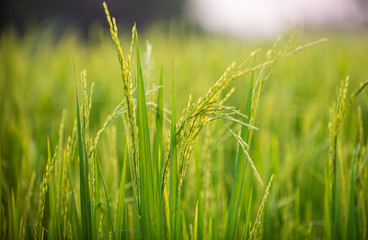 close up of yellow green rice field