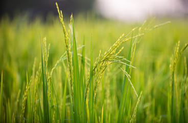 close up of yellow green rice field
