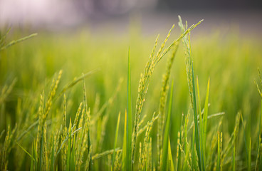 close up of yellow green rice field