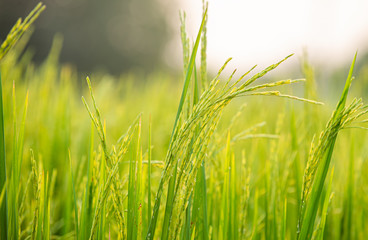 close up of yellow green rice field