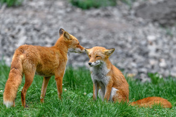 Japanese red fox couple in love
