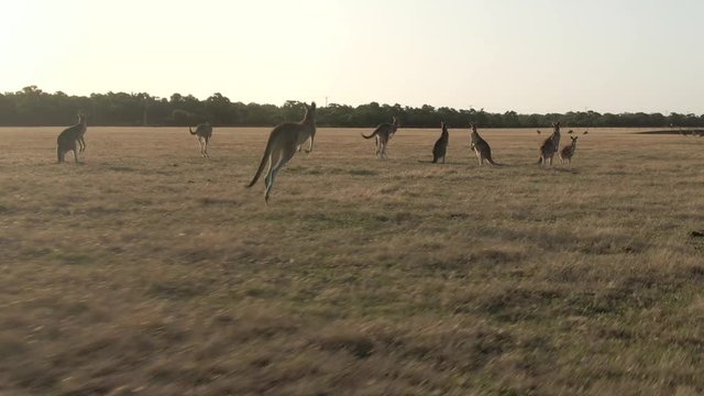 4K aerial dolly on mob of kangaroos running in field