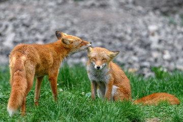 Japanese red fox couple in love