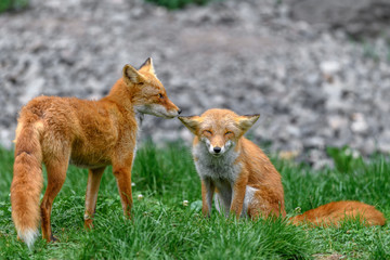 Japanese red fox couple in love