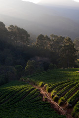 The scenery of the strawberry farm at sunrise time with a beautiful row of strawberries at Nolae village in Doi Ang Khang, Chiang Mai, Thailand.