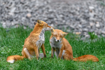 Japanese red fox couple in love