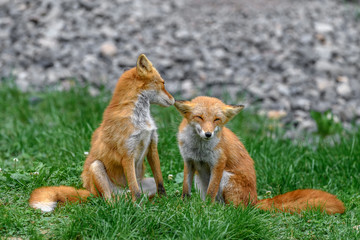 Japanese red fox couple in love