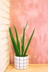 One green plant in a white pot against a pink wall in the interior. Modern home decoration.