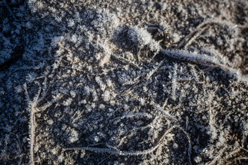 Hoarfrost covered a tree. The plant is in hoarfrost. The morning cold turned to melia snow. The texture of the freeze. Cold tones in a natural object.
