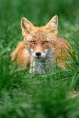 Gaze of an hidden japanese red fox